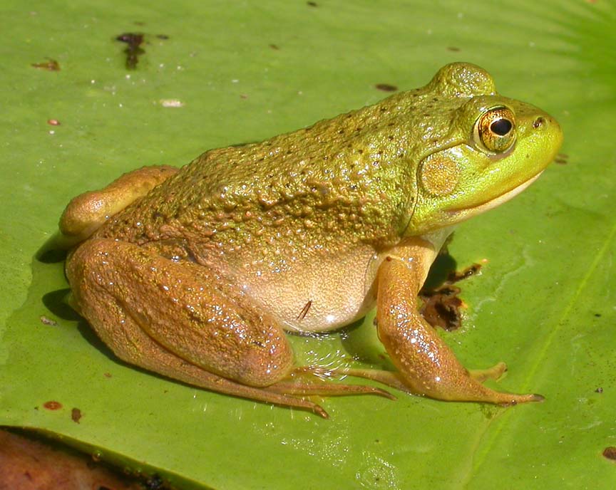 Index of /frogs 