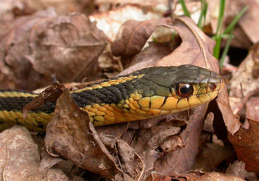 common garter snake head
