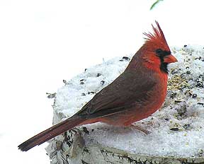 cardinal-small.jpg