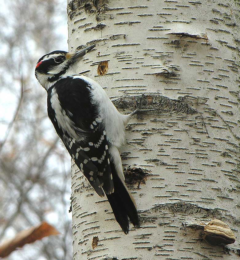hairy woodpecker large